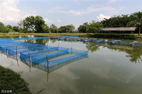 池塘養魚|魚塭